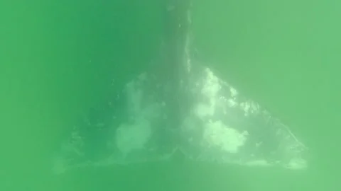 Gray whale tail underwater Stock Footage 167090162