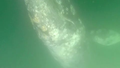 Gray whales in the ocean Stock Footage 167093217