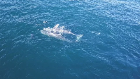 Gray Whales play with pod of dolphins - Aerial Stock Footage
