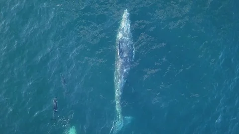 Gray Whales plus dolphins CLOSEUP: tail kick, playing, spout, dive Stock Footage