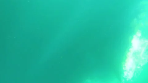 Gray whales underwater close-up Stock Footage 154328141