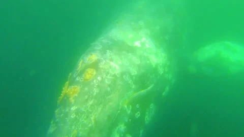 Gray whales underwater close-up Stock Footage 154328611