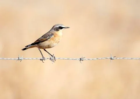 Gray wheatear Stock Photos