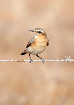 Gray wheatear Stock Photos