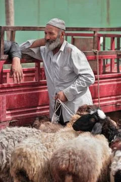 Gray-white bearded livestock handler with sheeps. Hotan Livestock Market-CN 0164 Stock Photos