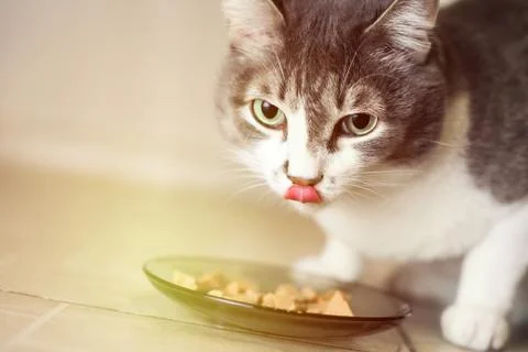 Gray-white beautiful cat eats food from a plate and licks. Portrait of a pet Stock Photos