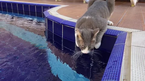 Gray white cat drinking from swimming pool edge 動画素材 336867072