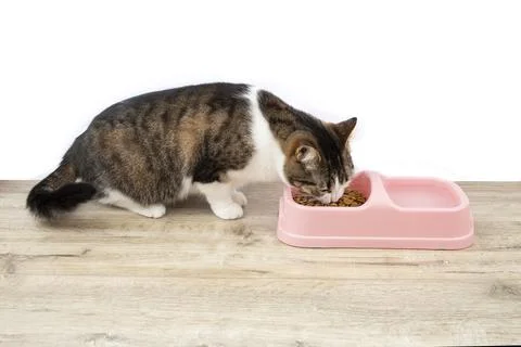 Gray white cat eating solid food from a pink plastic container on wooden floo Stock Photos