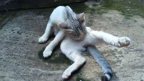 Gray white cat licking its body Stock Footage 250401265
