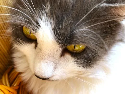 Gray-white cat. Stock Photos