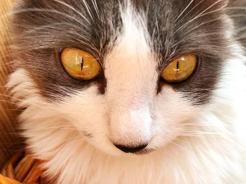 Gray-white cat. Stock Photos