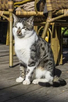Gray white cat Stock Photos