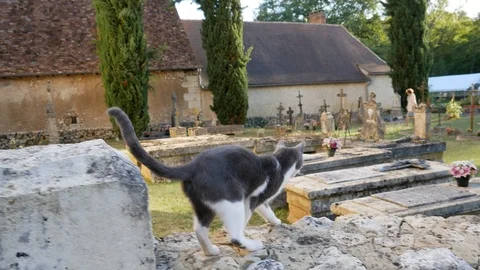 Gray-white cat playing on graveyard Stock Footage 96066324