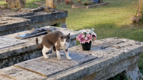 Gray-white cat playing on graveyard Stock Footage 96066412