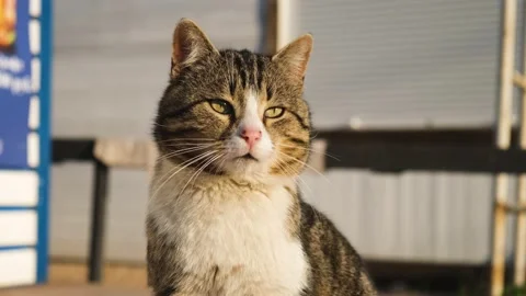 Gray white cat portrait close-up. Stock Footage 195156465