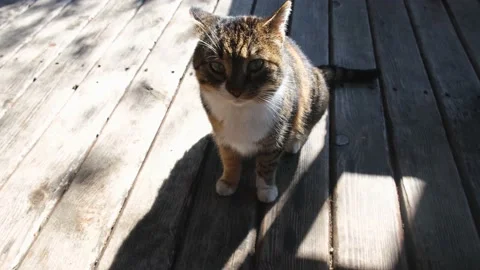 Gray white cat portrait close-up. Vídeos de archivo 231249402