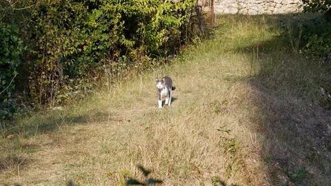 Gray-white cat running towards camera Stock Footage 96066521