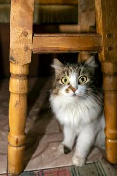 A gray-white cat sits under a stool. Beautiful domestic cat Stock Photos