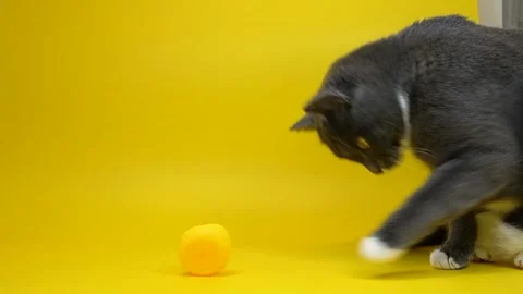 A gray-white cat on a yellow background stretches its paw towards a rubber Stock Footage 320146074