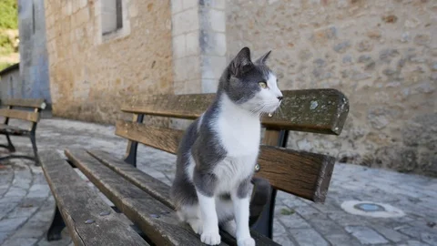 Gray-white catGray-white cat sitting on bench, scratching head Stock Footage 96066258