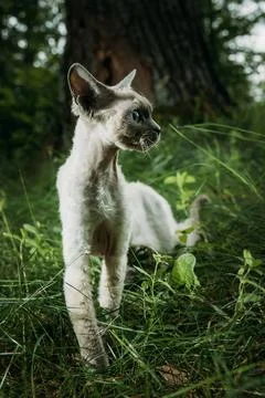 Gray-White Devon Rex Smiling in Grass Playful Cat Expression Outdoor Nature Stockfoto's