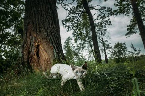 Gray-White Devon Rex Walking by Giant Tree Forest Pet Photography with Natura Stock-Fotos