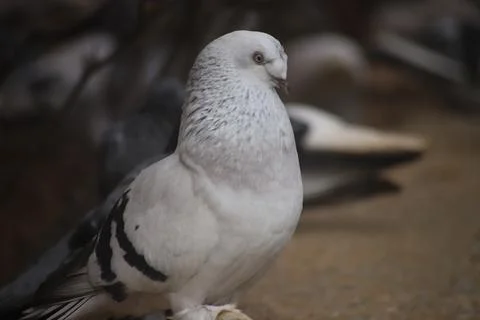 Gray white dove on dark background Stock Photos