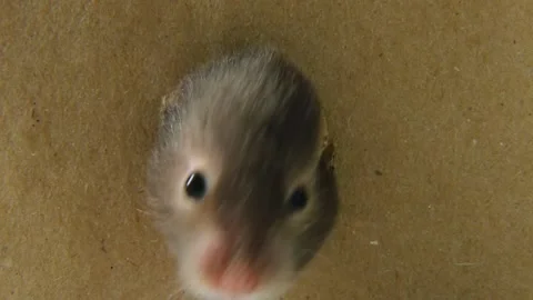 A gray-white hamster climbs through a gnawed hole in the box. Stock Footage 237210045