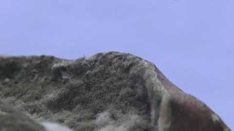 Gray White Mold on Fruit Surface Stock-Footage 346749701
