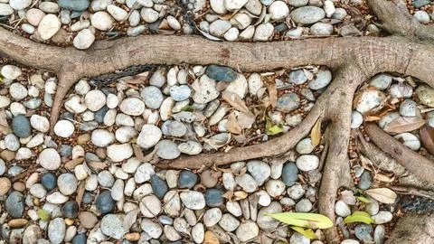 Gray white pebble floor with root backgrounds Stock Photos