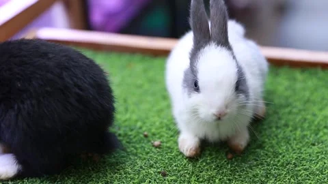 A gray white rabbit looks into his eyes into a camera Stock Footage 265789213