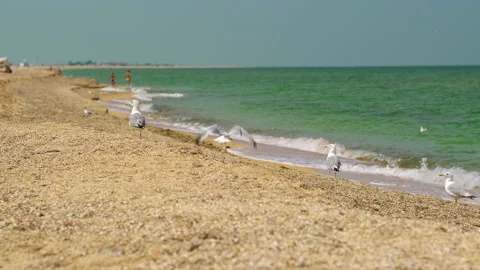 Gray-white seagulls fly over the sandy beach where the sea wave rolls over and Stock Footage 151966136