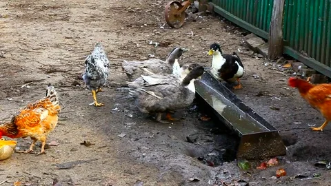 Gray-white-speckled ducks on a farm yard Stock Footage 142188637