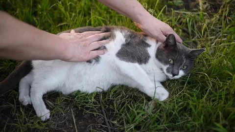 Gray with white spots cat basking Stock Footage 90977884
