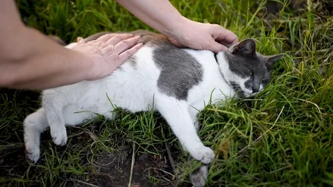 Gray with white spots cat basking Stock Footage 90977897