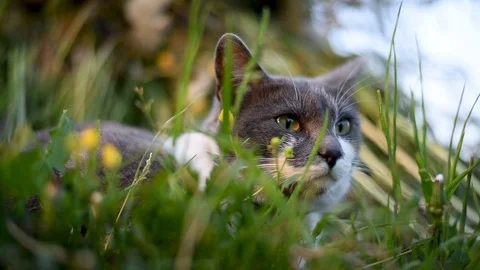 Gray with white spots cat basking Stock Footage 90977905