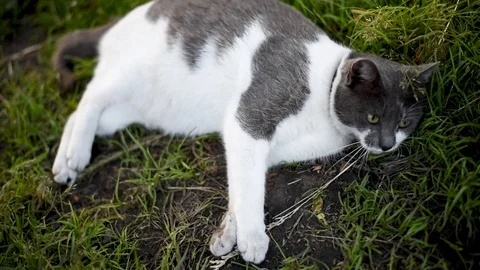 Gray with white spots cat basking Stock Footage 90977908