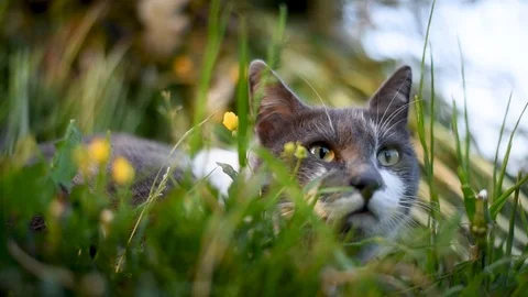 Gray with white spots cat basking Stock Footage 90977961