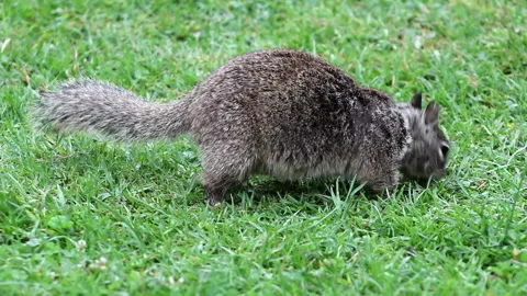 Gray White Squirrel Nibbles On Lush Grass In Close Up Stock Footage Video stock 244175007