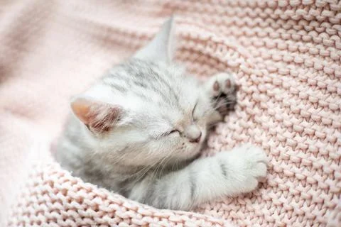 A gray-white striped kitten of the British breed sleeps on a knitted pink plaid Stock Photos