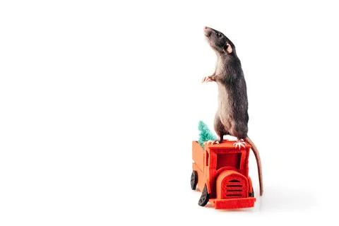 Gray-white thoroughbred rat standing on its hind legs on a red felt machine Stock Photos
