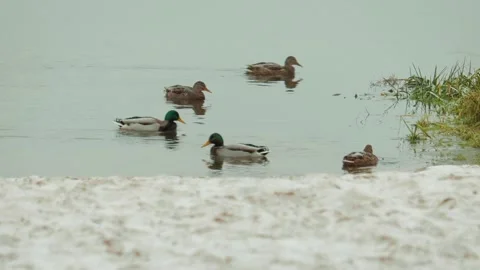 Gray wild ducks and green mallards swim on the lake near the shore in winter Stock Footage 100766331