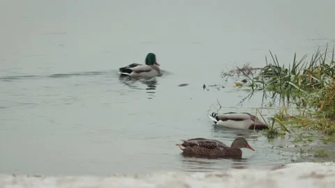 Gray wild ducks and green mallards swim and dive in search of food in the lake Stock Footage 100769564