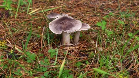 Gray Wild Mushrooms Growing In Pine Forest Stock Footage 322993572