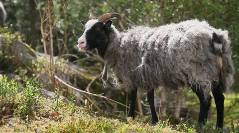Gray Wild sheep eating grass in wilderness Stock Footage 52998677