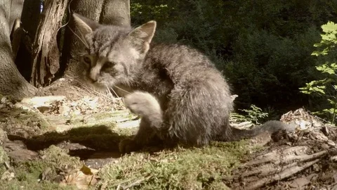 Gray wild wild kitten scratches ear in bright sun under a tree, close-up, small Stock Footage 81704119