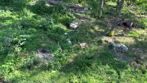 Gray wild wolf in the forest Video stock 246962148