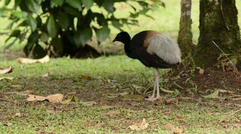 Gray-winged Trumpeter feeding Stock-Footage 64822404
