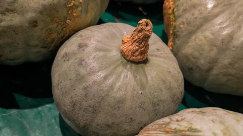 Gray winter squash close-up texture. Stock Photos