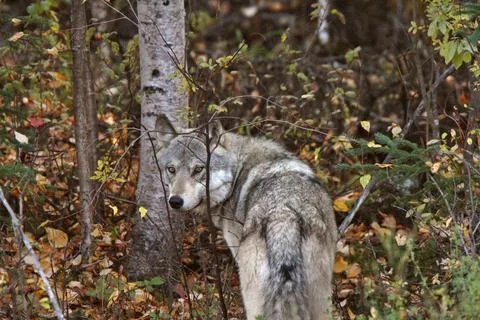 Gray Wolf along forest edge in British Columbia Stock Photos